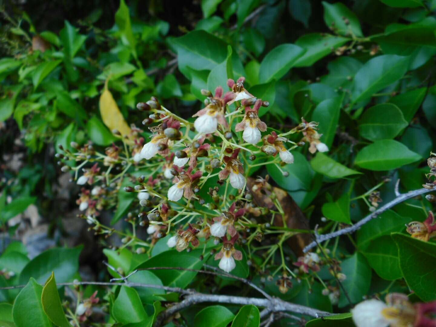 Image of Vitex tripinnata (Lour.) Merr.