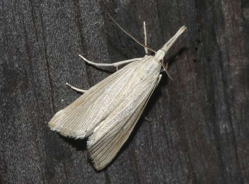 Image of Wainscot Grass-veneer