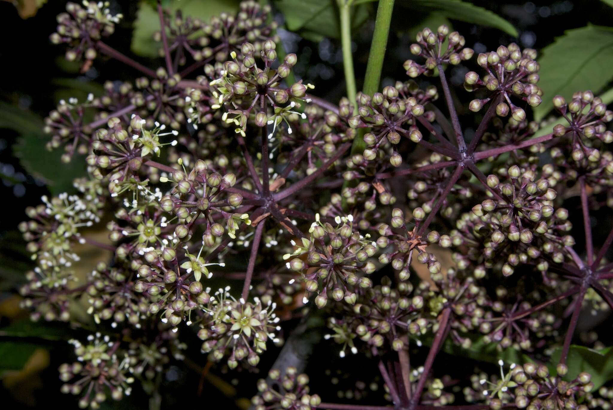 Sivun Neopanax arboreus (L. fil.) Allan kuva