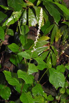 Image de Cyathule prostrée