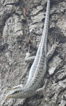 Image of Emerald Skink