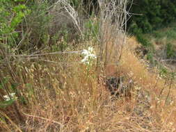 Image of Chloraea piquichen (Lam.) Lindl.