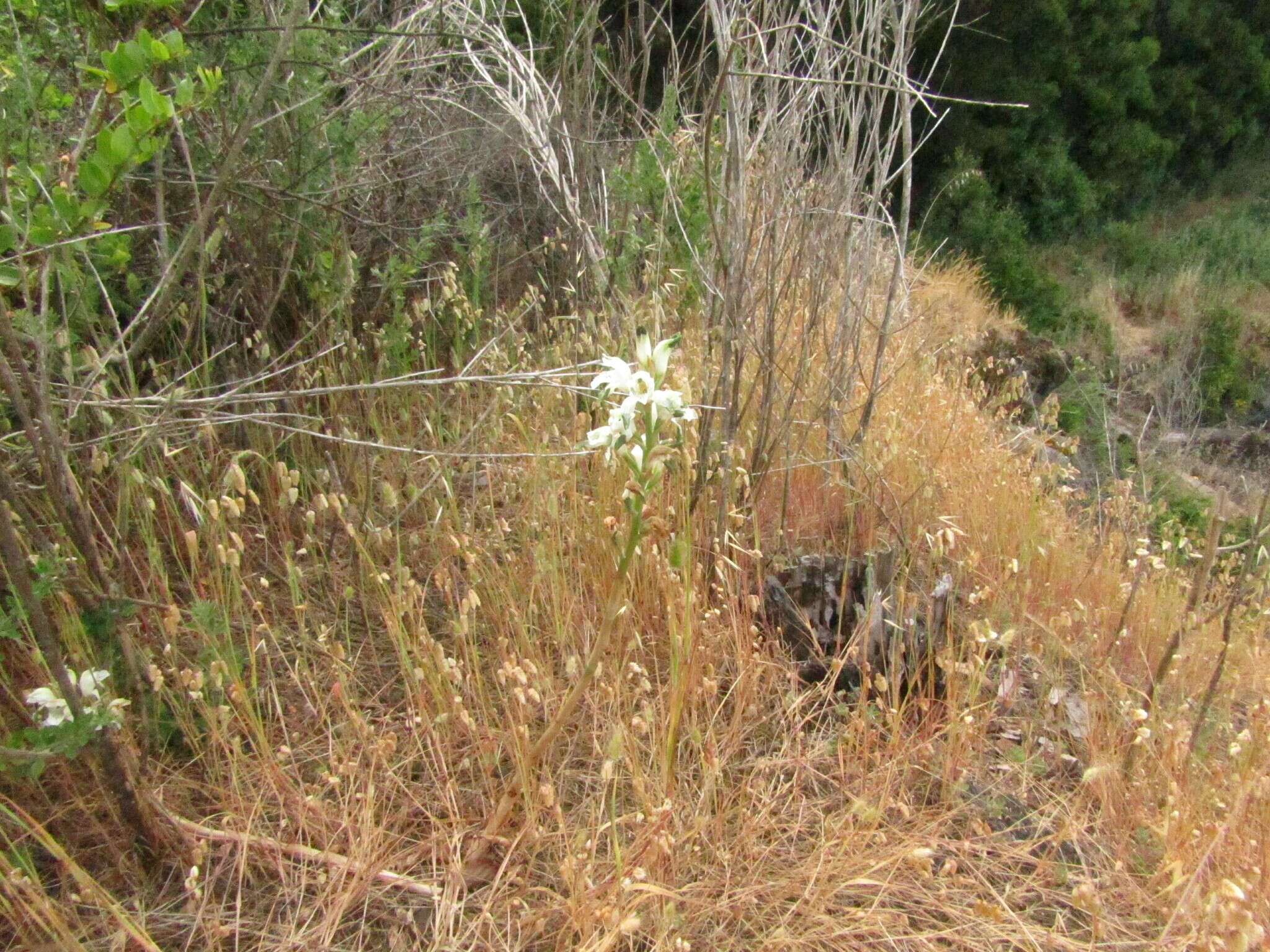 Plancia ëd Chloraea piquichen (Lam.) Lindl.