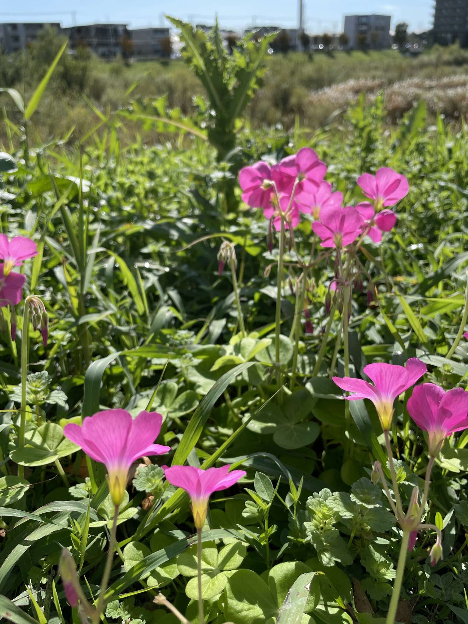 Image of red-flower woodsorrel