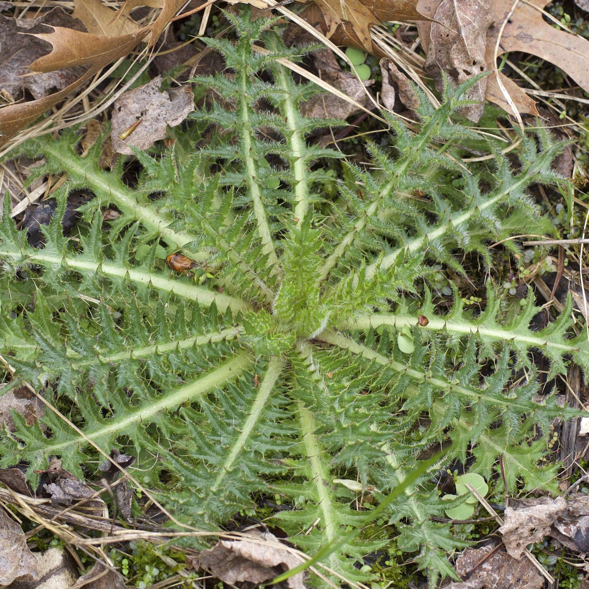 Imagem de Cirsium muticum Michx.