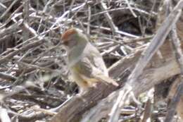 Image of Green-tailed Towhee