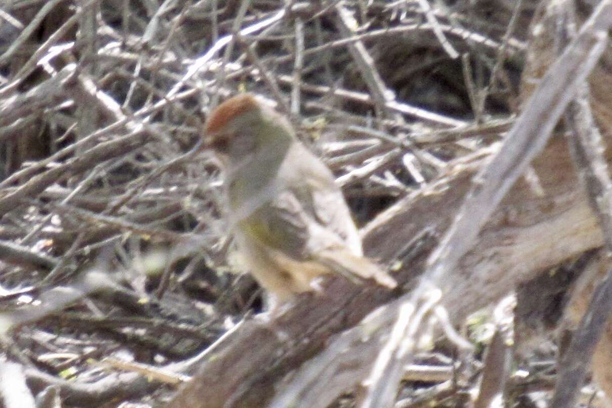 Image of Green-tailed Towhee