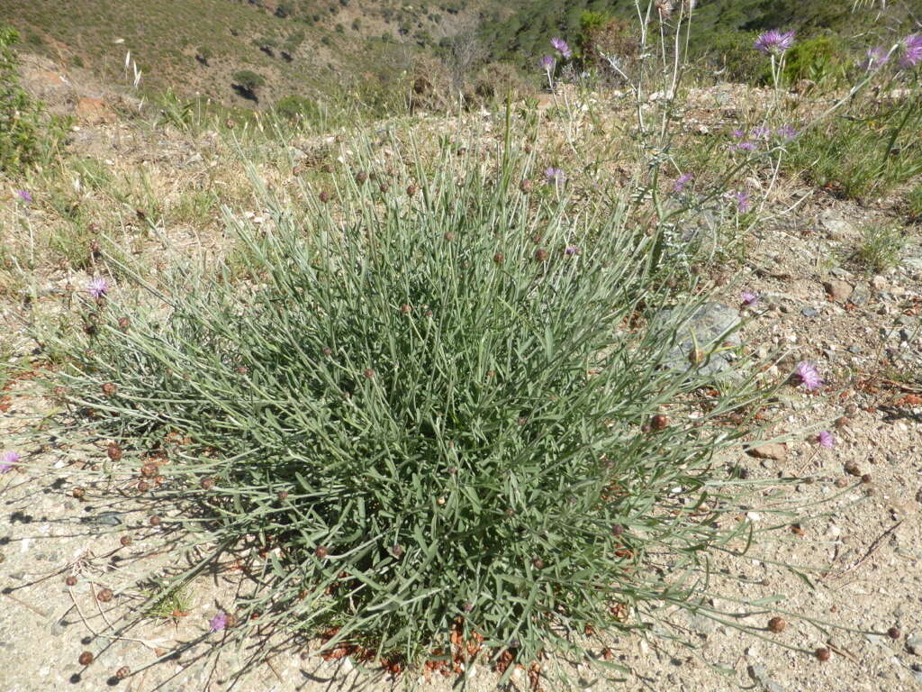 Centaurea carratracensis Lange的圖片