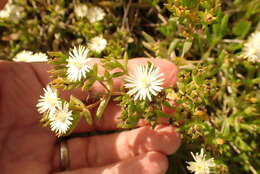 Image of Delosperma inconspicuum L. Bol.