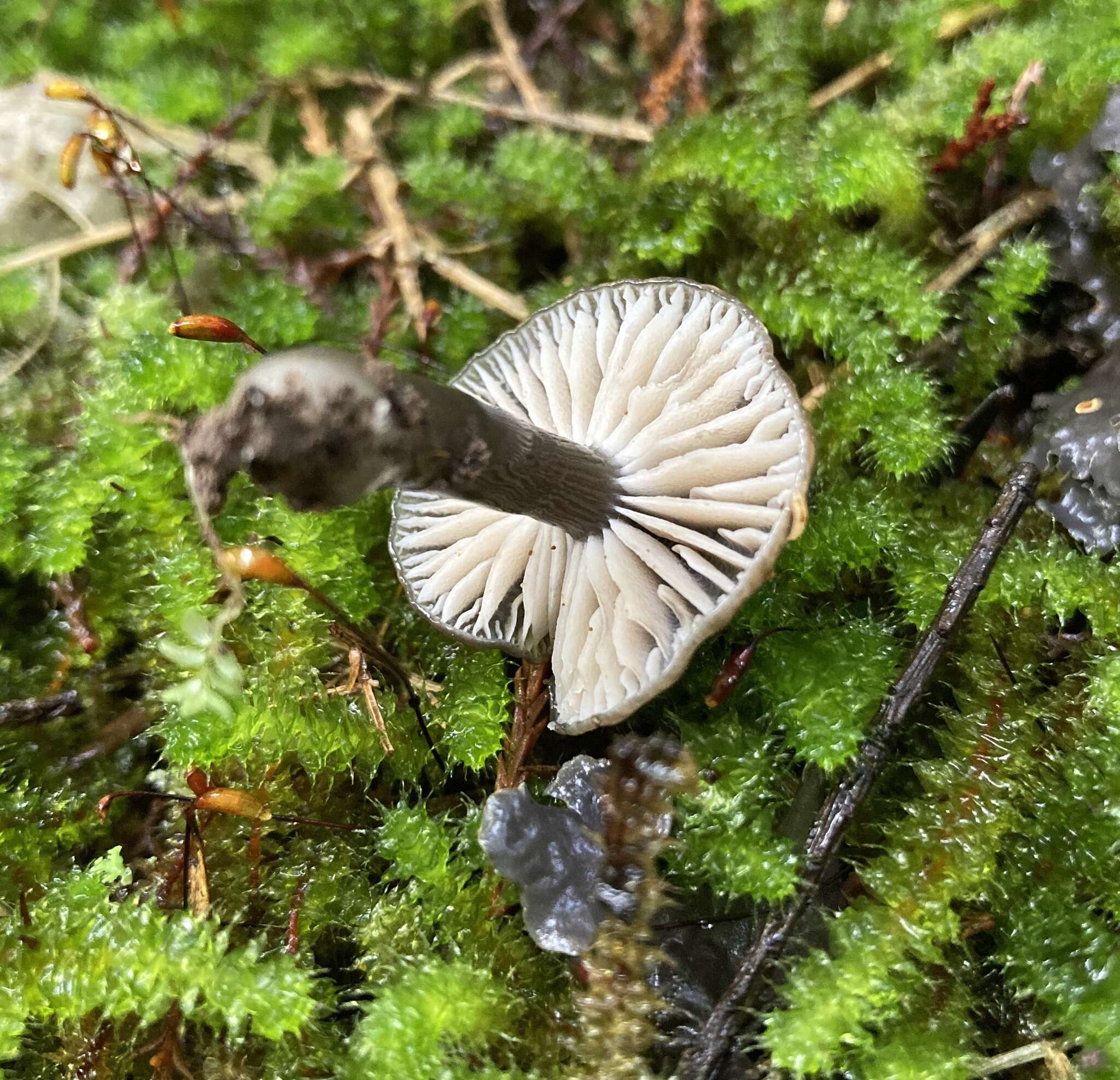 Image of Hygrocybe fumosogrisea (E. Horak) Boertm. 2002