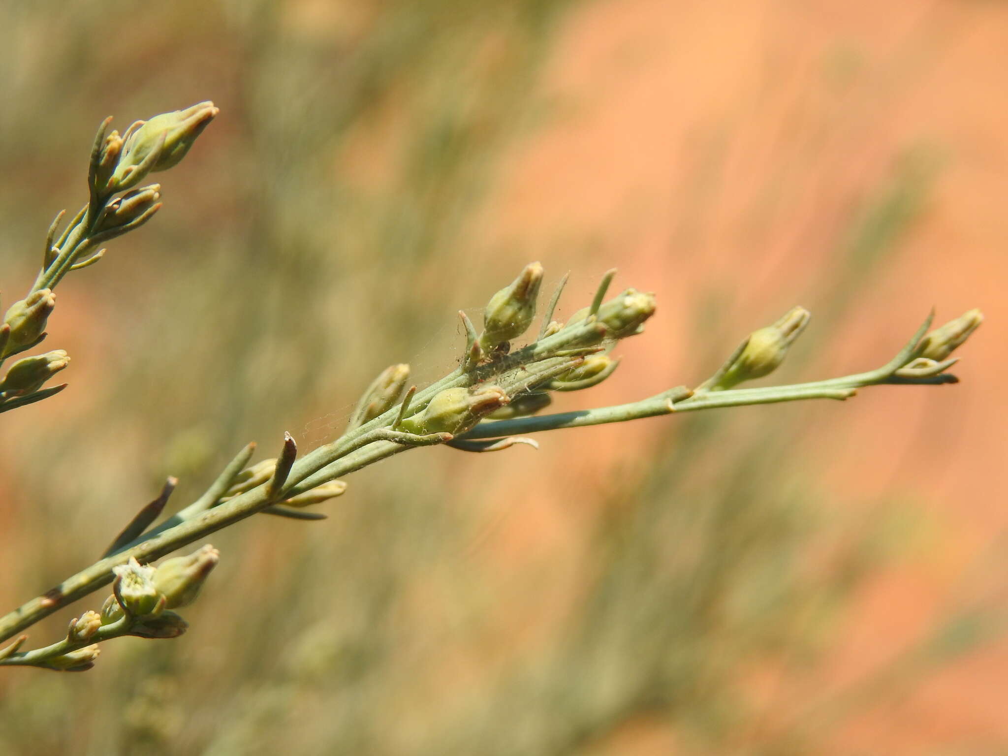 Image of Thesium procerum N. E. Br.