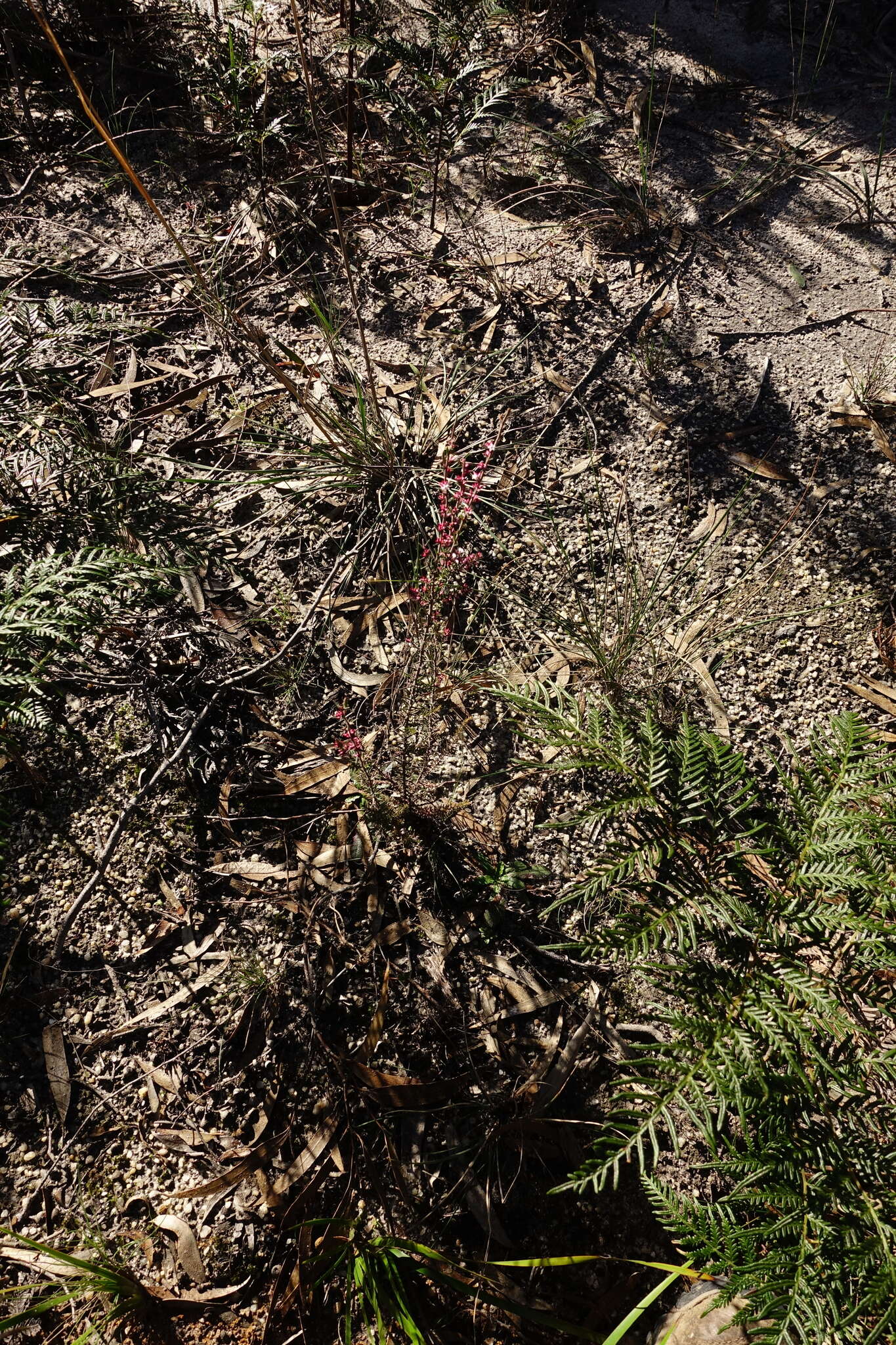 Image of Styphelia fletcheri subsp. brevisepala