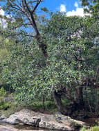 Image of Fagraea berteroana A. Gray ex Benth.