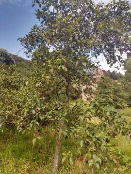 Image of Andean Alder