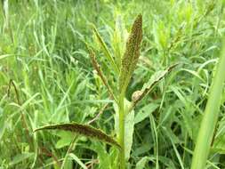 Imagem de Puccinia punctiformis (F. Strauss) Röhl. 1813