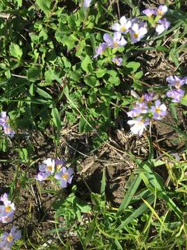 Image of Sutera polyantha (Benth.) Kuntze