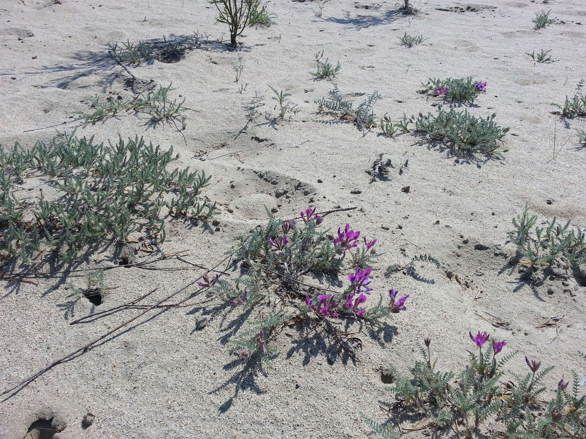 Image de Oxytropis lanata (Pall.) DC.