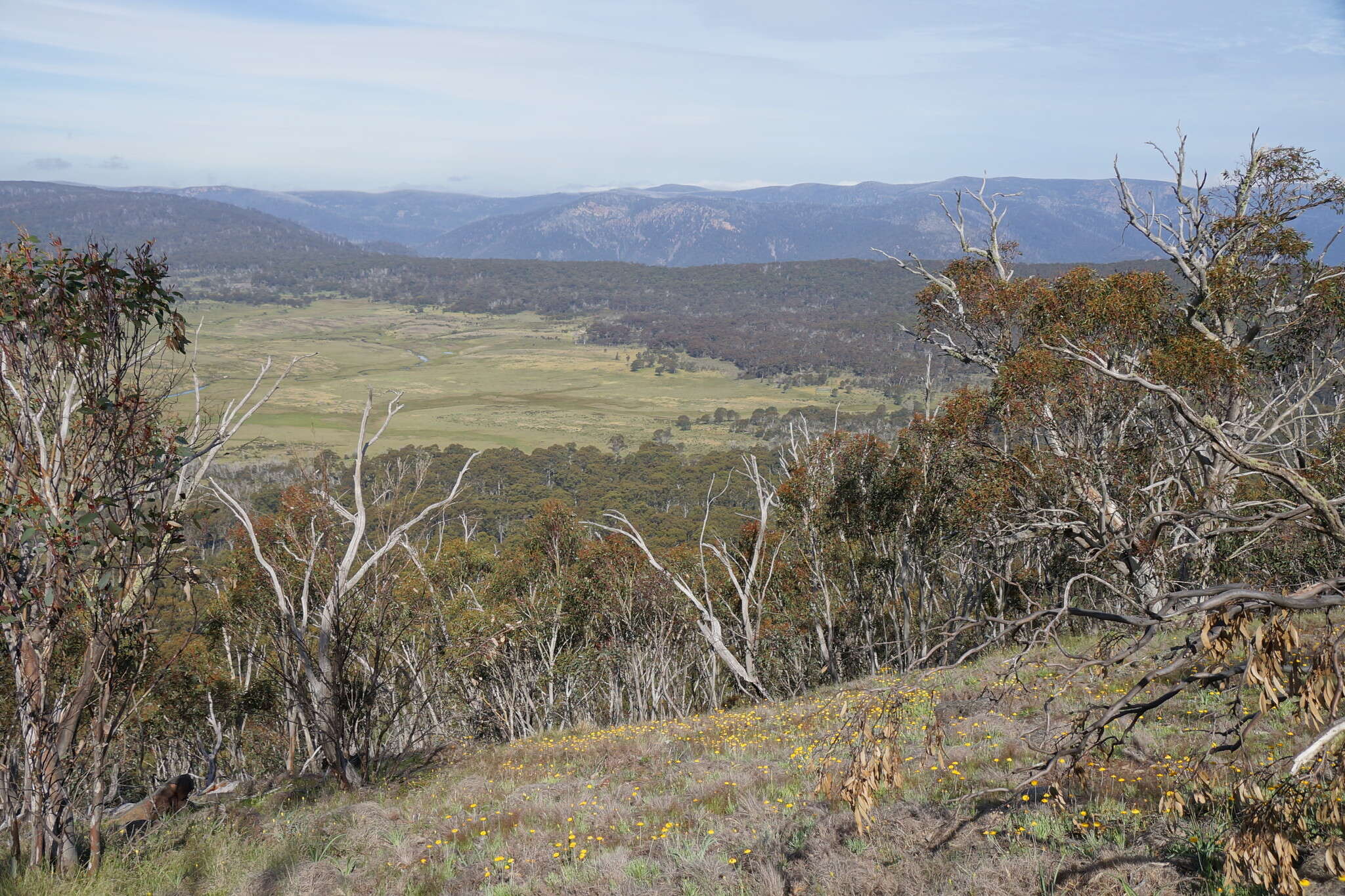 Image of snow gum