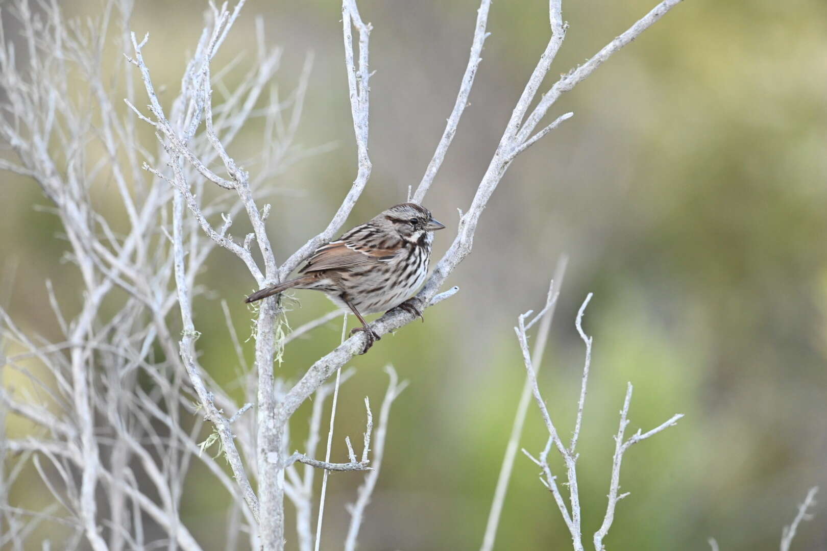 Image of Melospiza melodia heermanni Baird & SF 1858