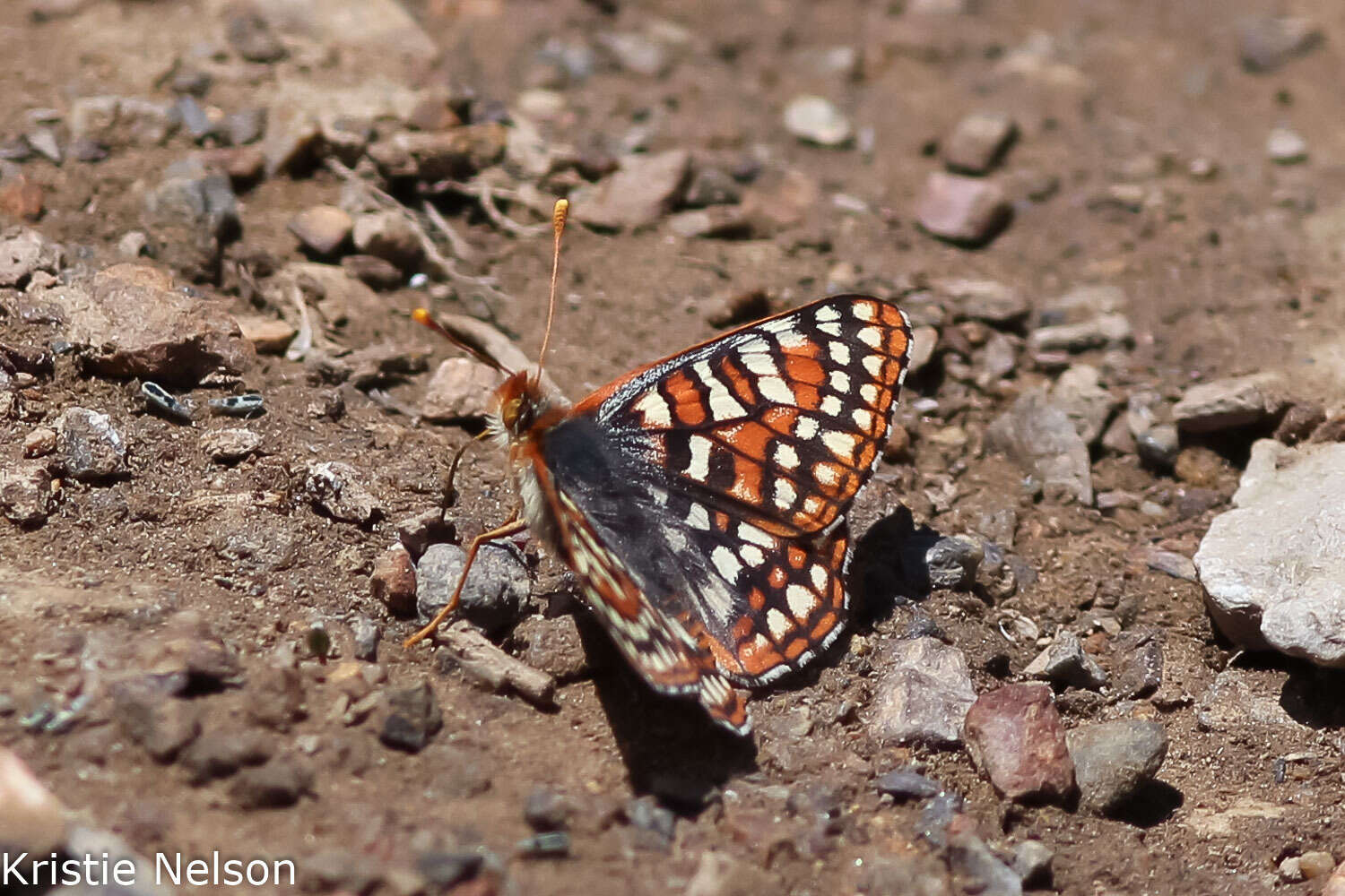 Euphydryas anicia wheeleri (Hy. Edwards 1881)的圖片