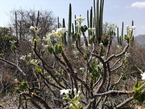 Sivun Cnidoscolus tehuacanensis Breckon kuva