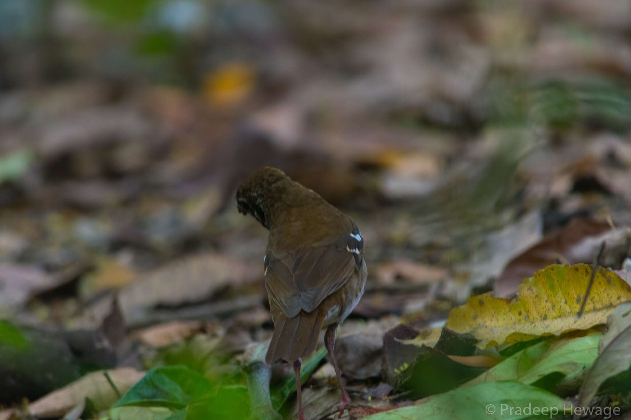 Image of Spot-winged Thrush