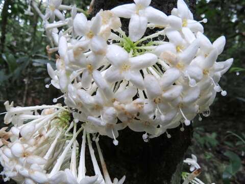 Image of Phaleria clerodendron F. Müll. ex Benth.