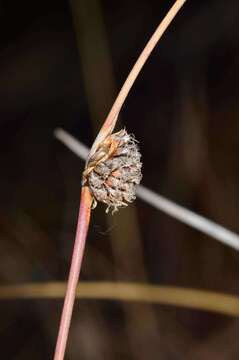 Image of Chorizandra enodis Nees