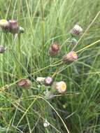 Слика од Erigeron primulifolius (Lam.) Greuter