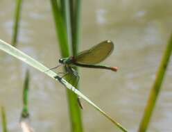 Image of Western Demoiselle