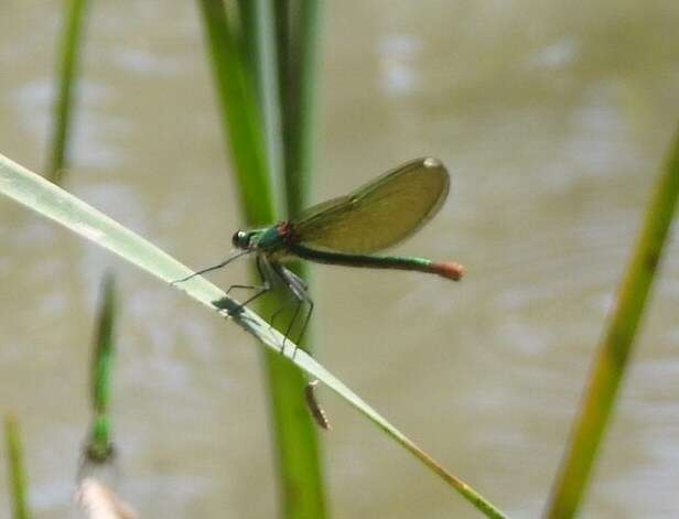 Image of Western Demoiselle