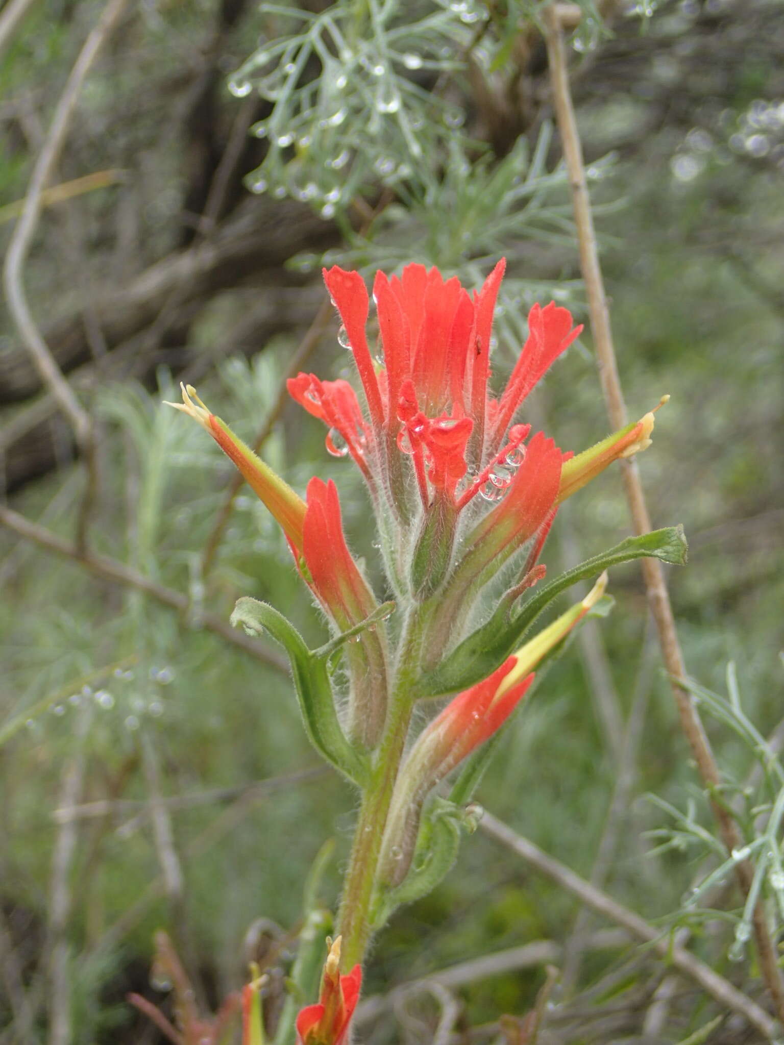 Image of coast Indian paintbrush