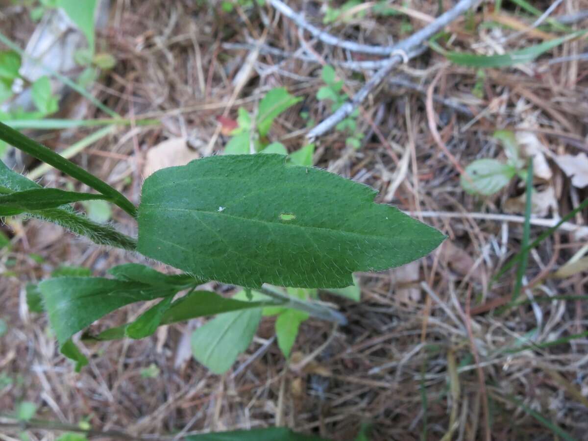 Image of eastern daisy fleabane