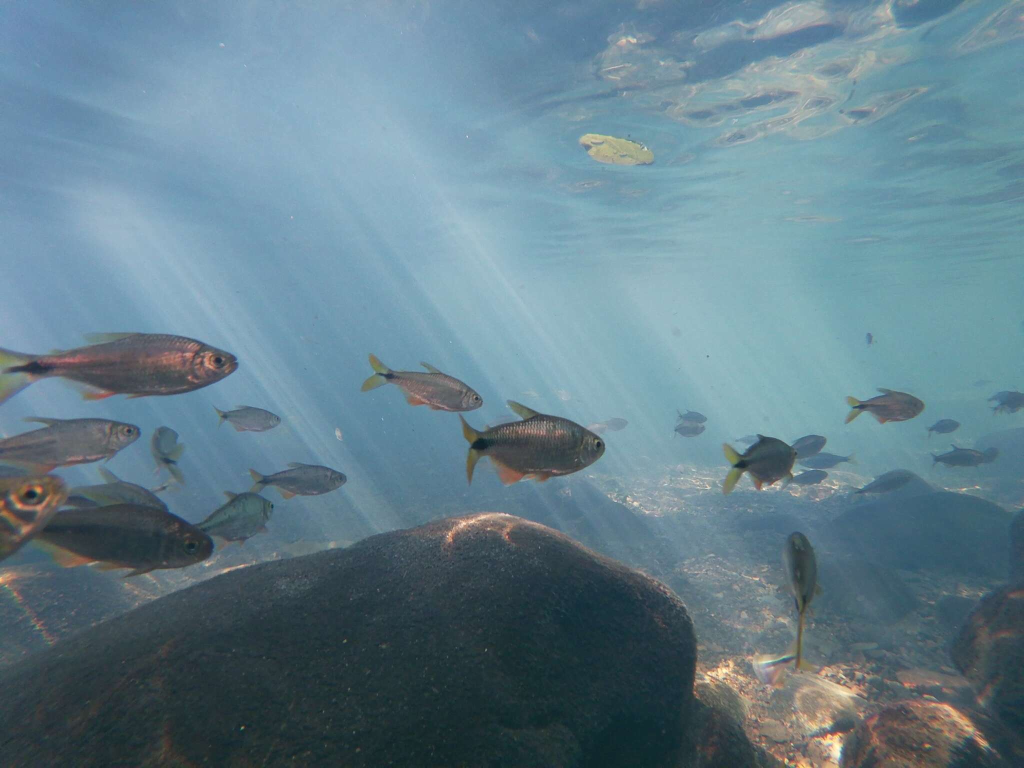 Image of Mexican Tetra