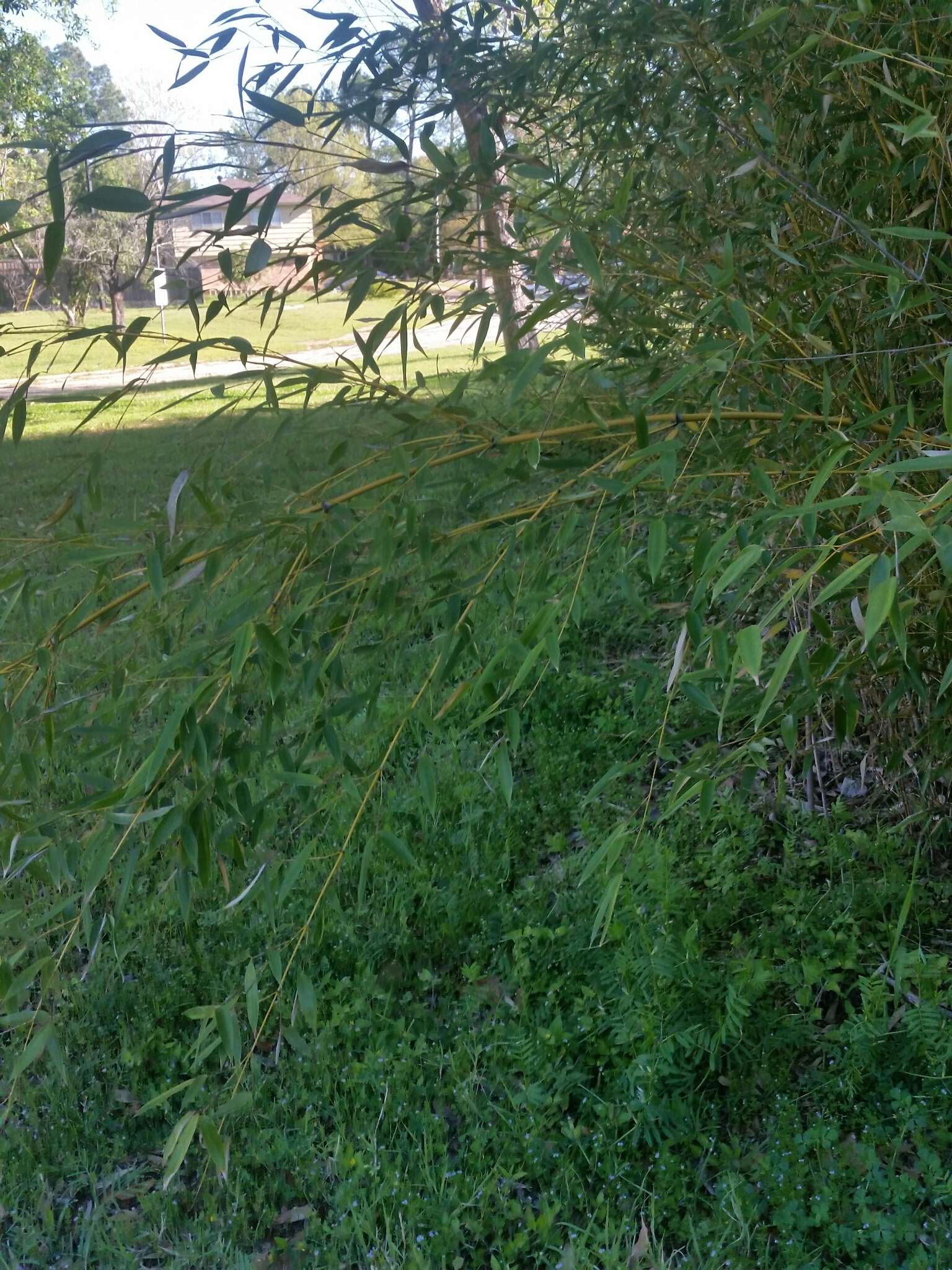 Слика од Phyllostachys aurea (André) Rivière & C. Rivière