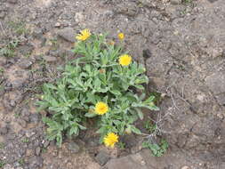 Image of Pulicaria canariensis C. Bolle