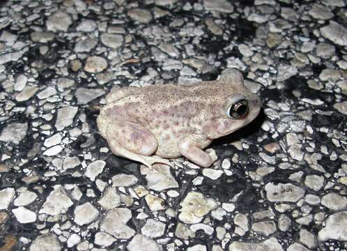 Image of Hurter’s Spadefoot