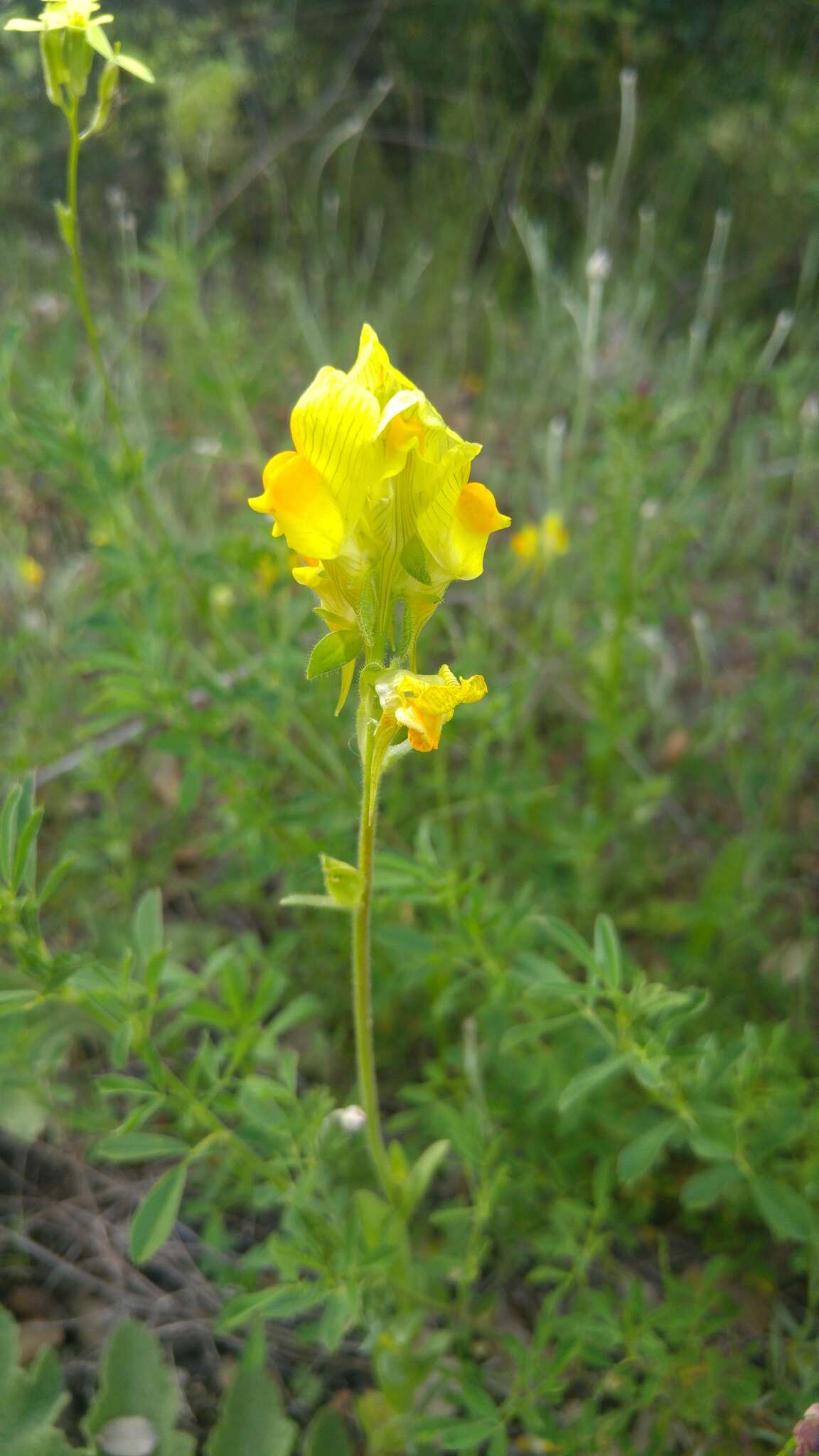 Image of Linaria hirta (L.) Moench