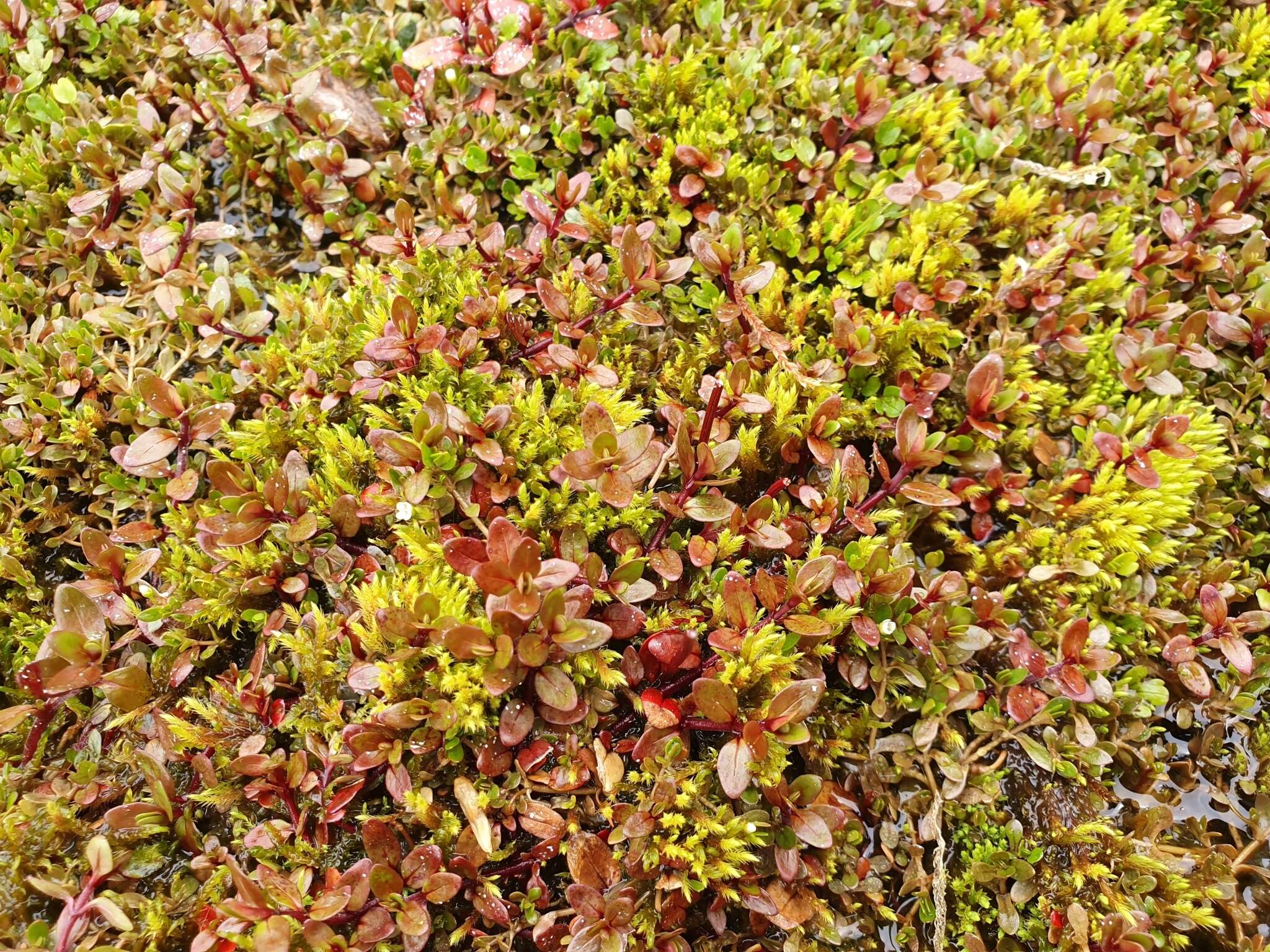 Image of Epilobium macropus Hook.