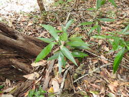 Image of Denhamia celastroides (F. Müll.) L. W. Jessup