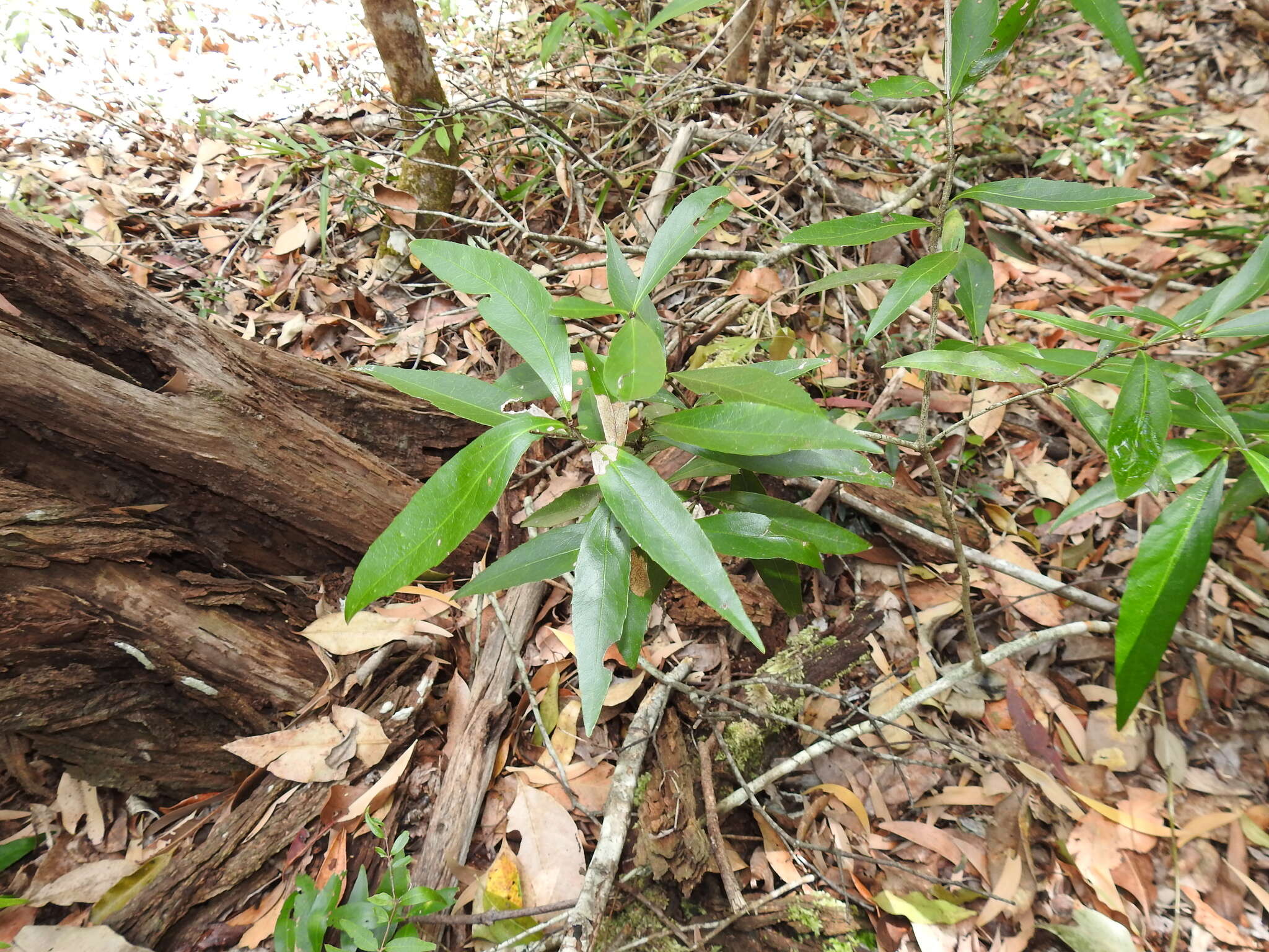 Image of Denhamia celastroides (F. Müll.) L. W. Jessup