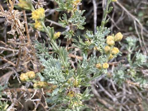 Image of timberline sagebrush