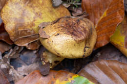 Image of Cortinarius citrinus J. E. Lange ex P. D. Orton 1960