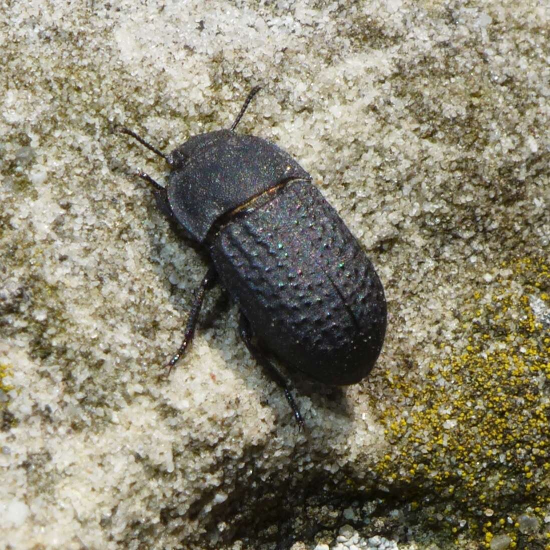 Image of Opatrum sabulosum (Linnaeus 1761)