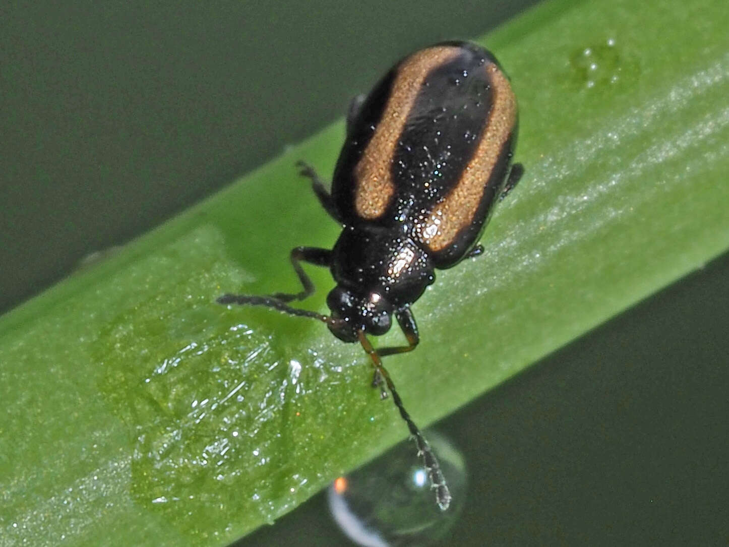 Image of Turnip flea beetle