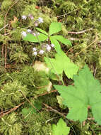 Imagem de Tiarella trifoliata L.