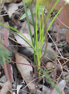 Stylidium schoenoides DC. resmi