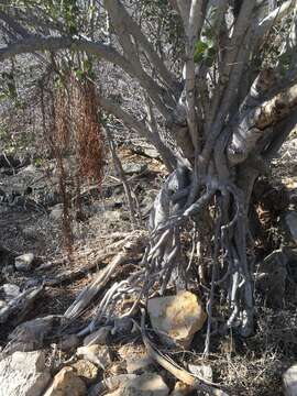 Image of Ficus humbertii C. C. Berg