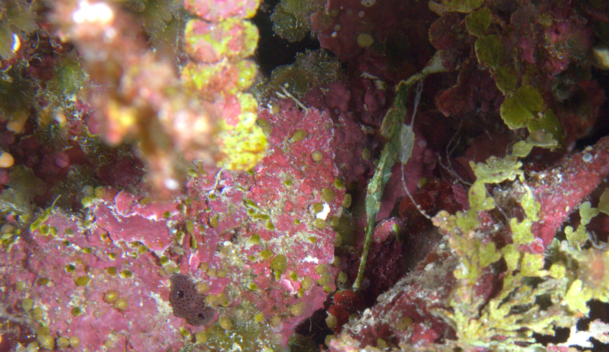 Image of Halimeda ghostpipefish