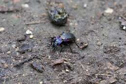 Image of Violet Ground Beetle